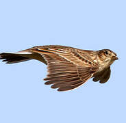 Eurasian Skylark