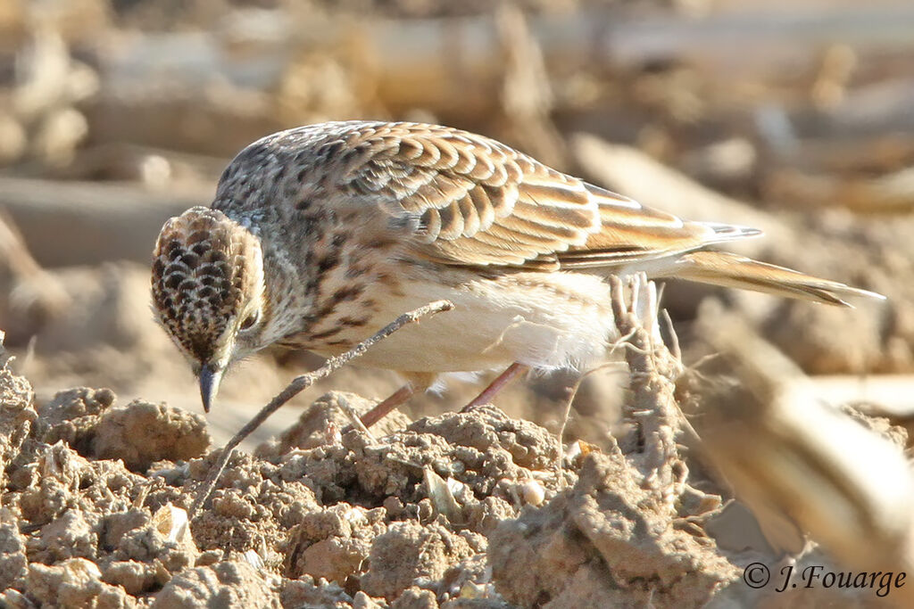 Eurasian Skylark, identification, feeding habits, Behaviour