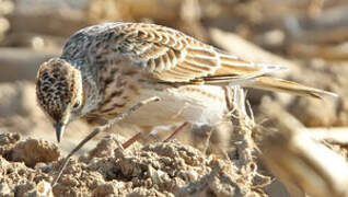 Eurasian Skylark