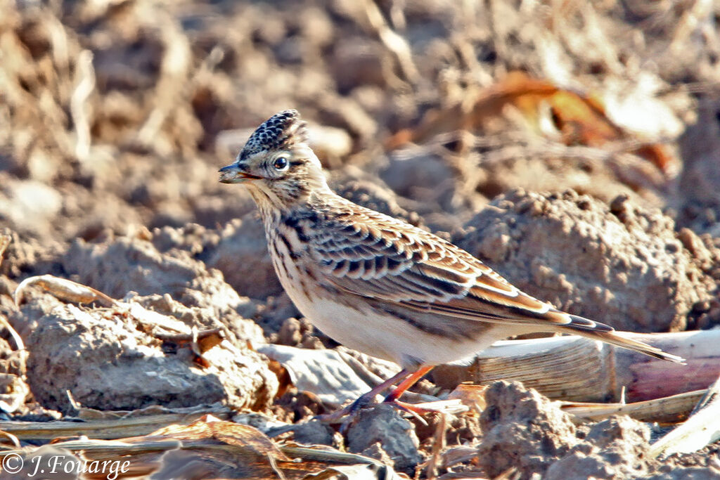 Eurasian Skylark, identification, feeding habits, Behaviour