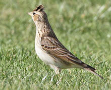 Eurasian Skylark