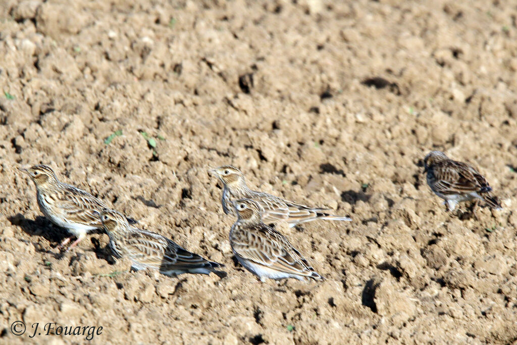 Eurasian Skylark, identification, Behaviour