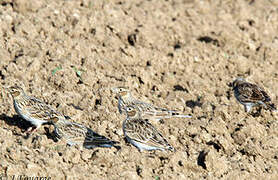 Eurasian Skylark