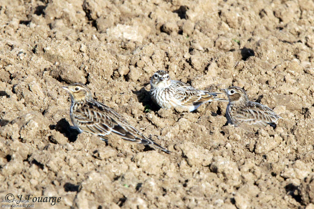 Alouette des champs, habitat, camouflage, pigmentation