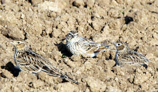 Eurasian Skylark