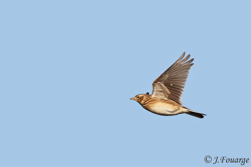 Eurasian Skylark, Flight