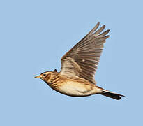 Eurasian Skylark