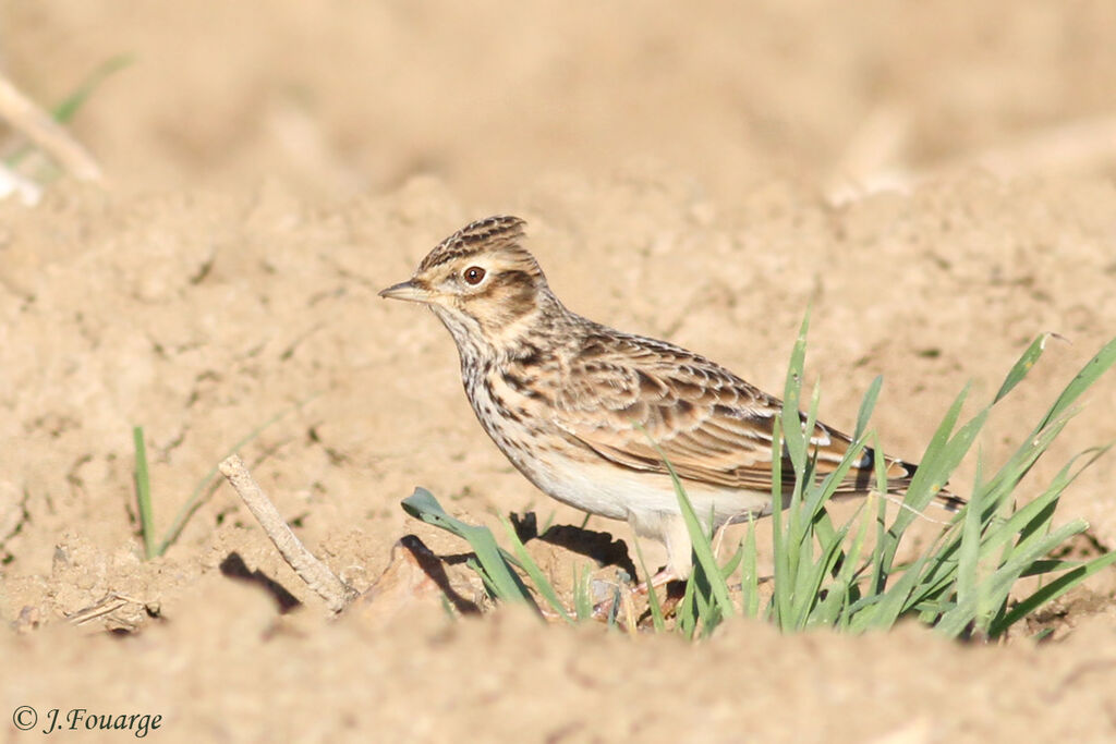 Eurasian Skylark, identification