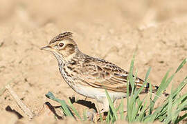 Eurasian Skylark