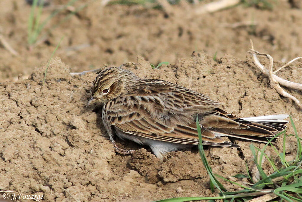 Eurasian Skylark, identification, Behaviour