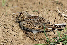 Eurasian Skylark