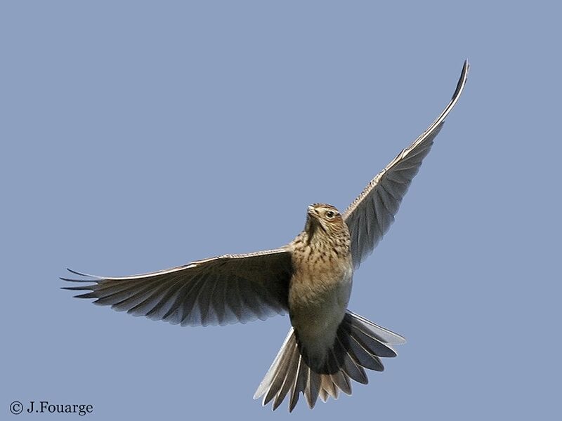 Eurasian Skylark