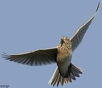 Eurasian Skylark