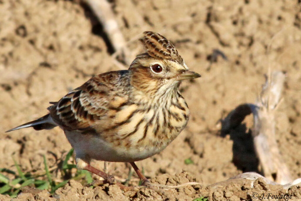 Alouette des champs, identification, Comportement