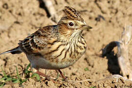 Eurasian Skylark