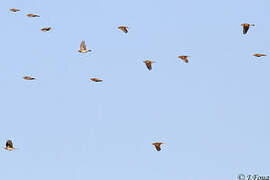 Eurasian Skylark