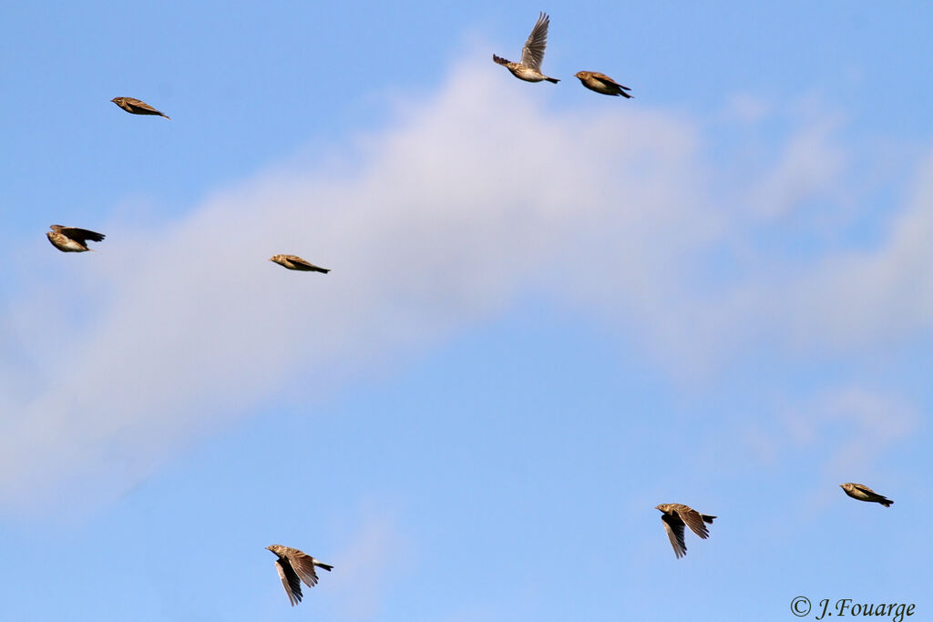 Eurasian Skylark, identification, Flight, Behaviour