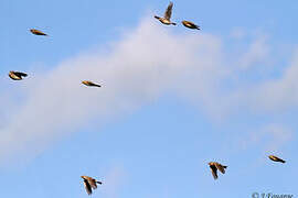 Eurasian Skylark