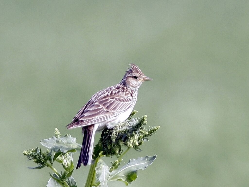 Eurasian Skylarkadult