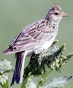 Eurasian Skylark