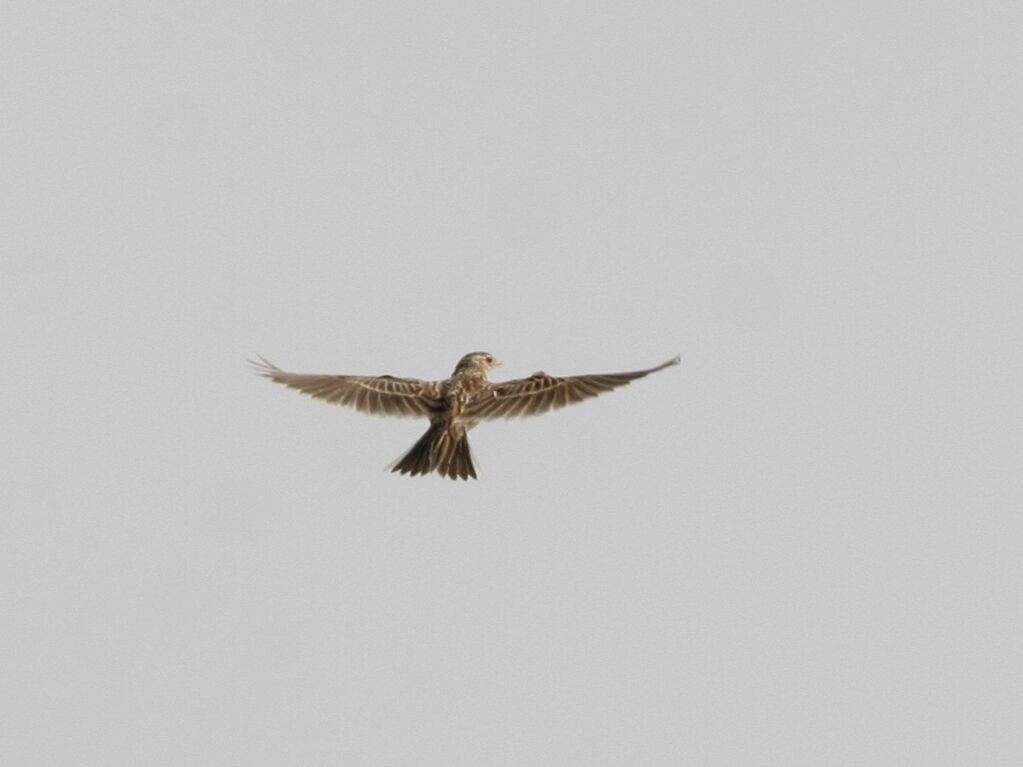 Eurasian Skylark male adult