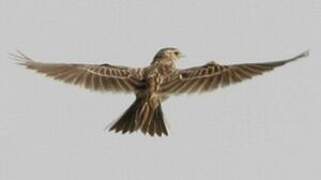 Eurasian Skylark