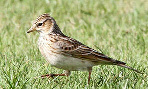 Eurasian Skylark