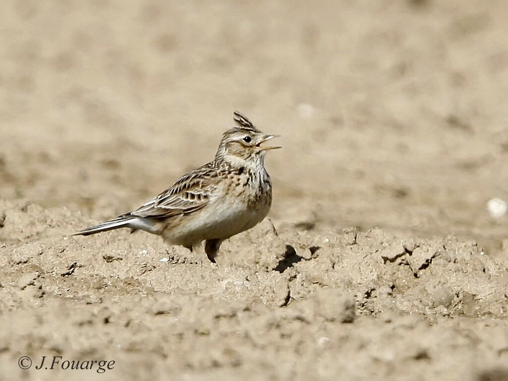 Eurasian Skylark male adult