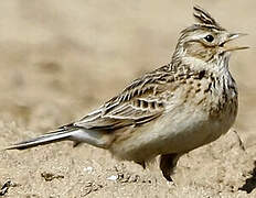 Eurasian Skylark