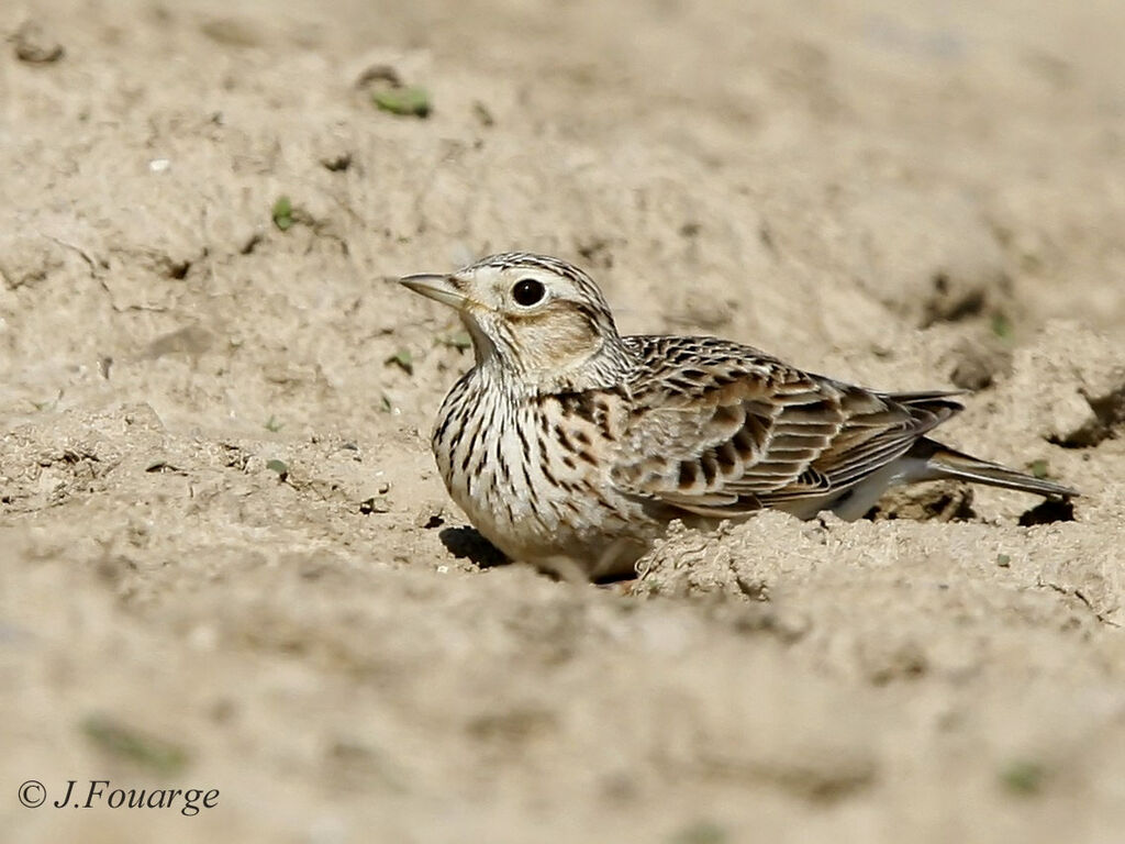 Eurasian Skylark male adult