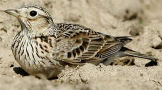 Eurasian Skylark