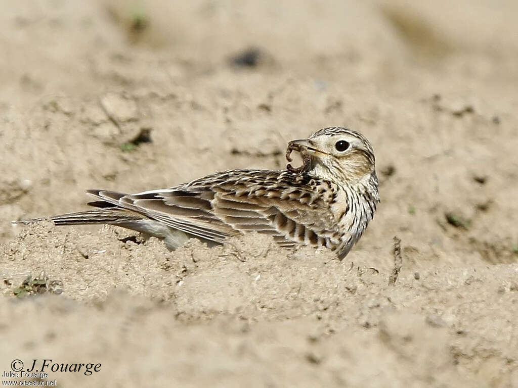 Eurasian Skylark male adult, feeding habits