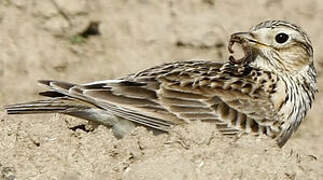 Eurasian Skylark