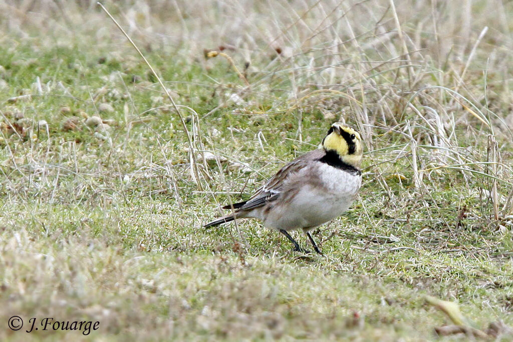 Horned Lark, identification