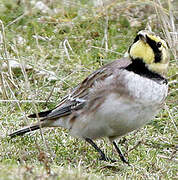 Horned Lark