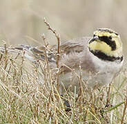 Horned Lark