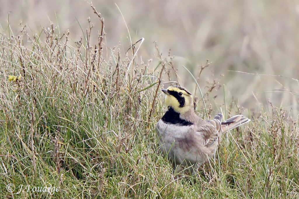 Horned Lark, identification