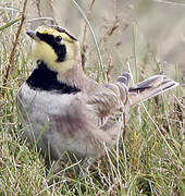 Horned Lark