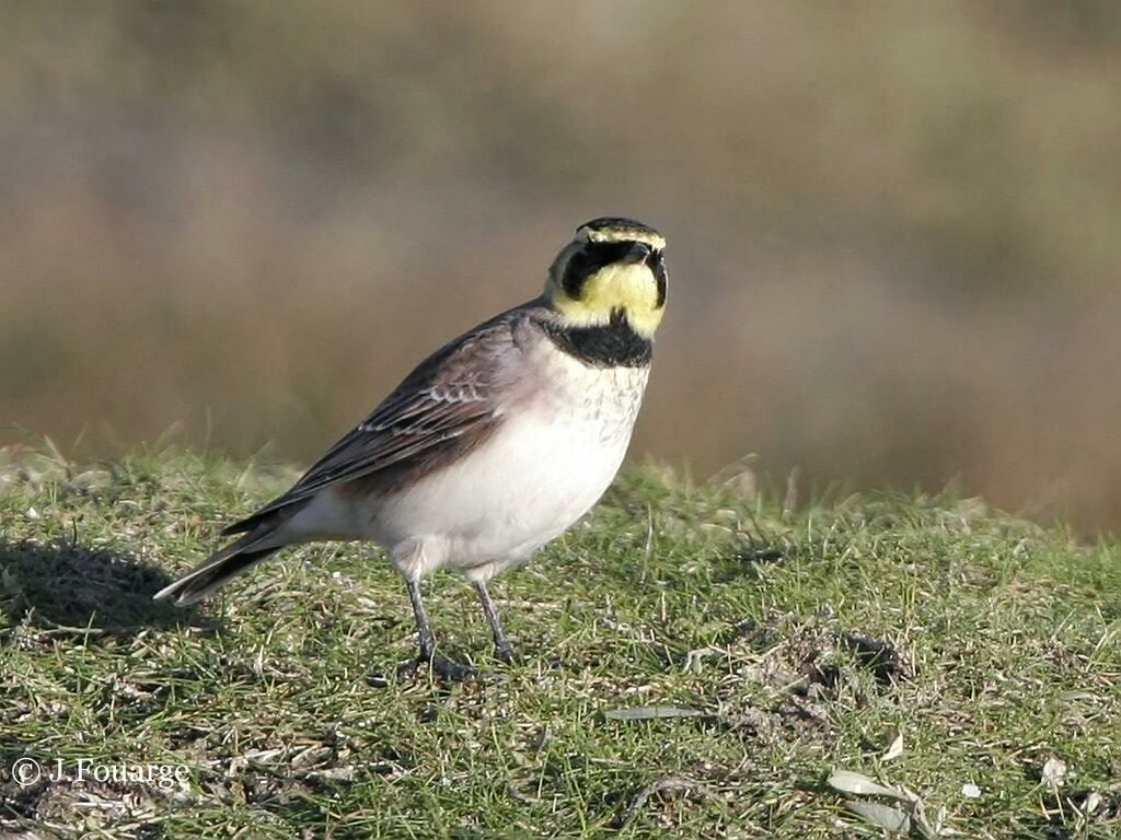 Horned Lark