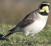 Horned Lark