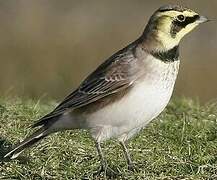 Horned Lark