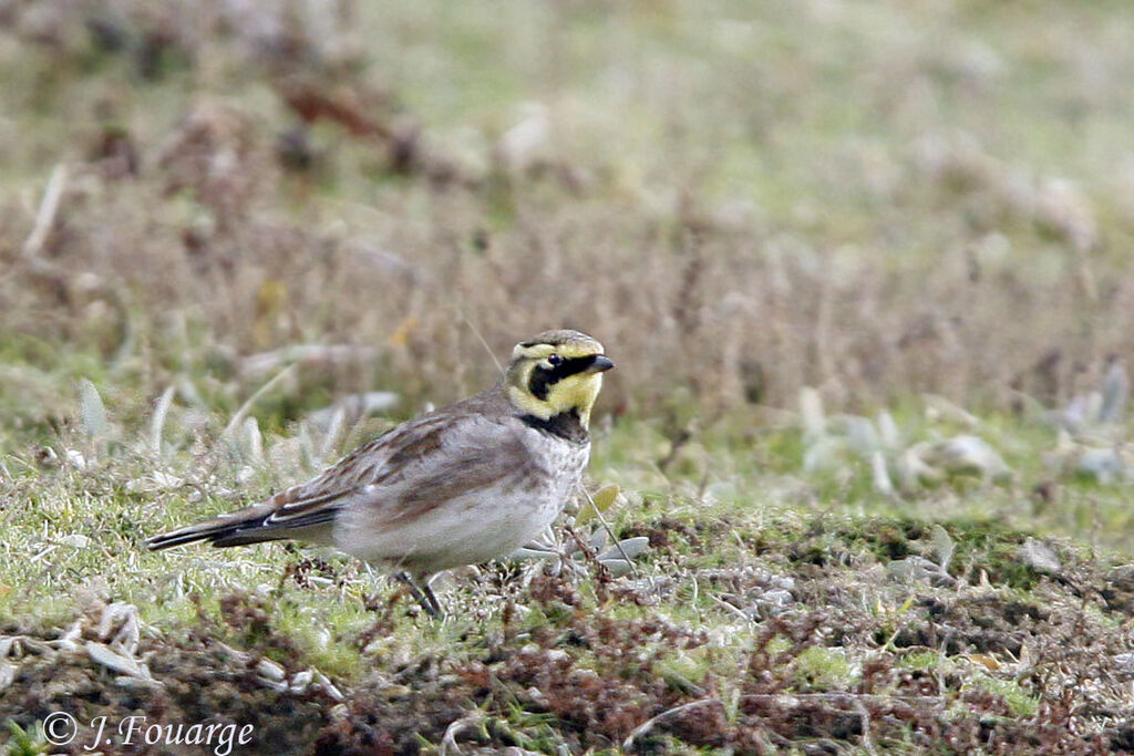 Horned Lark, identification