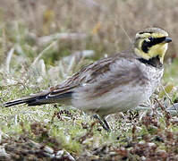 Horned Lark