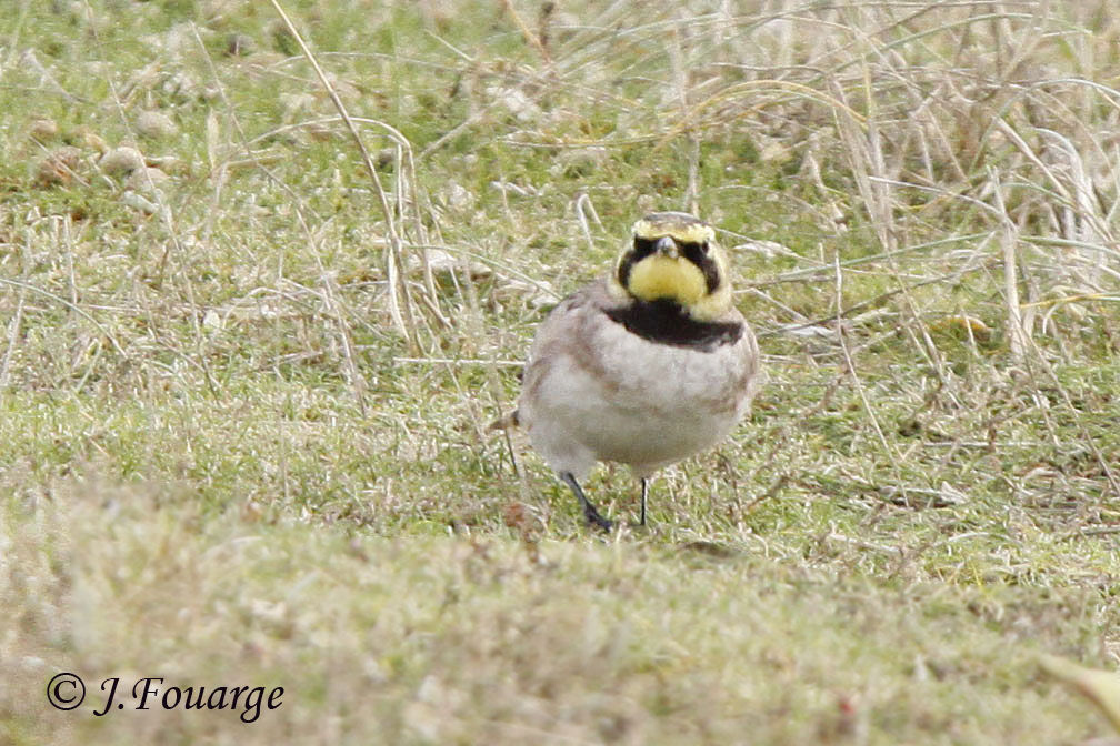 Horned Lark, identification