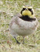 Horned Lark