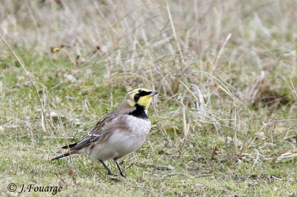 Horned Lark