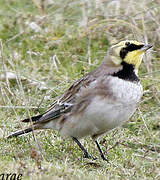 Horned Lark