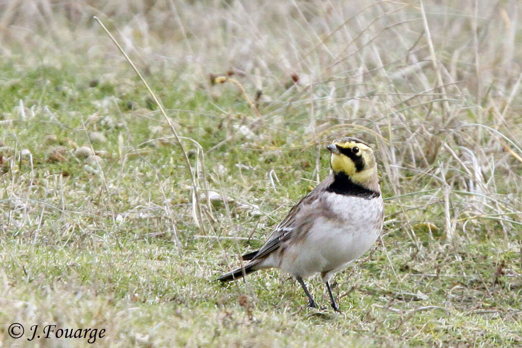 Horned Lark