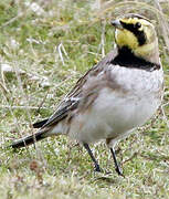 Horned Lark