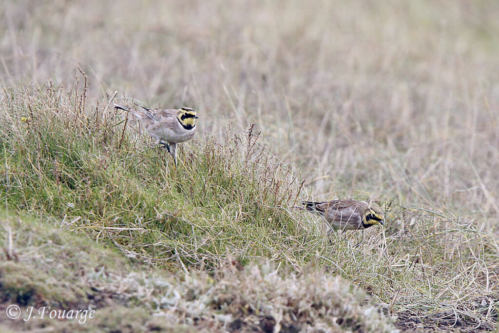 Horned Lark, identification